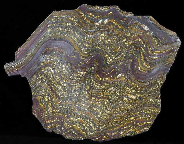 Polished Tiger Iron Stromatolite - ( Billion Years) #50736